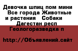 Девочка шпиц пом мини - Все города Животные и растения » Собаки   . Дагестан респ.,Геологоразведка п.